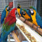 Birds,Parrots,African Grey,Macaws,Scarlet,Hyacinth,Cockatoos