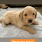Golden Doodle puppies / Born on Feb 5.