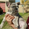 AKC french bulldog puppies available at heaveanly bulldogs home