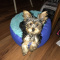 adorable tea cup Yorkie puppies ready to
