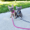 BUY AKC FRENCH BULLDOG PUPPY Watsapp:+15408600531