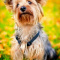 Healthy Dog- Happy Dog Your Best Friend For Years To Come