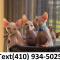 Exceptional sphynx kittens searching for new homes.