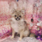 Pomeranian - Sage - Female