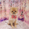 Pomeranian - Basil - Female