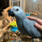 Super Tame African Grey