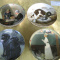 Your choice $10.00 !COLLECTOR PLATES -STRATHROY