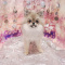 Pomeranian - Minnie - Female
