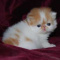 Persian kittens for sale, Persian cat for sale, Persian kittens