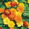 SEEDS FOR SALE-(no pesticides)--STRATHROY