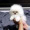 Cute tinny Pomeranian