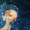 Apple Head Chihuahua Male Puppy