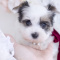 champions Yorkshire terrier for adoption