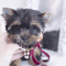 stunning Yorkshire terrier for adoption