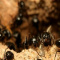 ASA Pest Control - Pest Control Services For Home & Offices