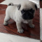Playful and Adorable Female Pug Puppy