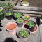 PLANTS, CHICKS/HENS, IVY, HOLIS, JADES, CHRISTMAS ROSES