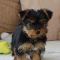 Gorgeous Yorkshire Terrier puppy for Adoption