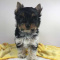 Stunning Yorkshire Terrier puppy for Adoption
