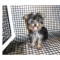 Cute Yorkshire Terrier puppy for Adoption