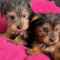 Stunning male and female Yorkshire Terrier puppy for Adoption