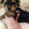 Cute male female Yorkshire Terrier puppy for Adoption