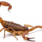 Your Immune System & Blue Scorpion Venom