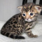 Bengal kitten for sale