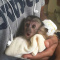 Monkeys for sale