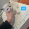 Ragdoll Kittens Ready
