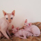 Sphynx kitten for sale