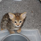 Savannah Kitten For Sale