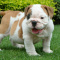 English bulldog puppies for sale