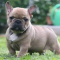 French bulldog puppies for sale