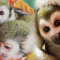 Marmoset Monkey For Sale