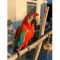 Green wing macaw parrot