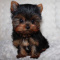 Super adorable Yorkshire Terrier Puppies.
