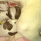 Tiny Apple Head Chihuahua Female