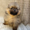 Beautiful Pomeranian puppy for Adoption