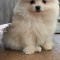 Gorgeous Pomeranian puppy for Adoption