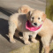 Golden Retriever Puppies