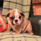 Super adorable English bulldog Puppies.