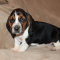 Lovely and Caring Basset hound puppies