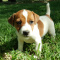 jack Russell to find his new family