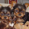 Super Cute T-CUP yorkie puppies.