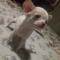 Apple Head Male Chihuahua