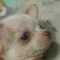 Apple Head Blue Eyed Chihuahua