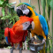 Scarlet Macaws parrots call or text: +17072475602