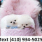 Outstanding t-cup Pomeranian puppies for sale.