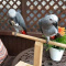 African grey for sell call or text:+17072475602